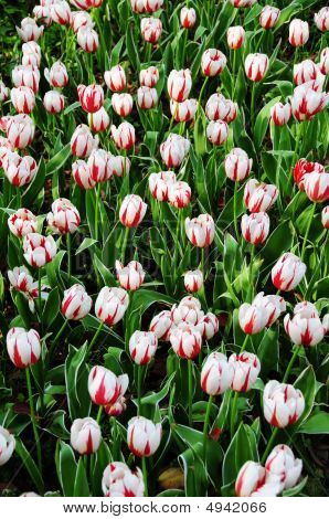 Tulipaner