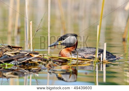 vesilintu järvellä (podiceps grisegena)