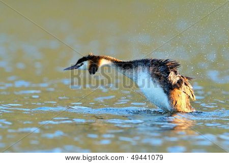 vesilintu järvellä (podiceps grisegena)