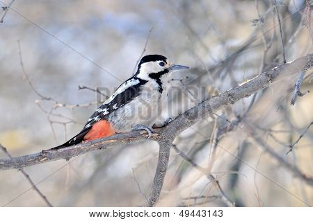 นกหัวขวาน (Picoides Pubescens)