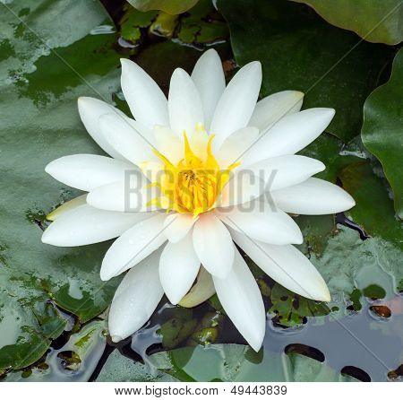 Water lily flower
