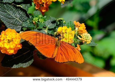 Butterfly Dryas iulia