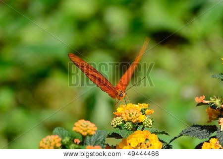 Butterfly Dryas iulia