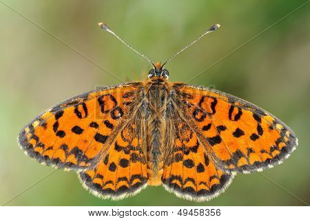 motyl w naturalnym środowisku (melitaea aethera)