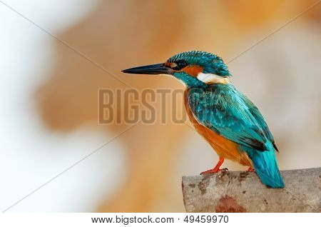 Guarda-rios (alcedo atthis)