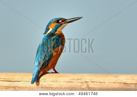 킹 피셔 (alcedo atthis)