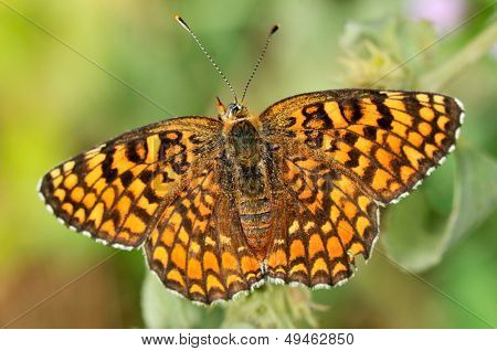 motyl w naturalnym środowisku (melitaea aethera)