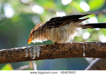 Kuckuck (Guira Guira)