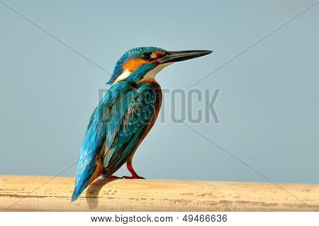 킹 피셔 (alcedo atthis)