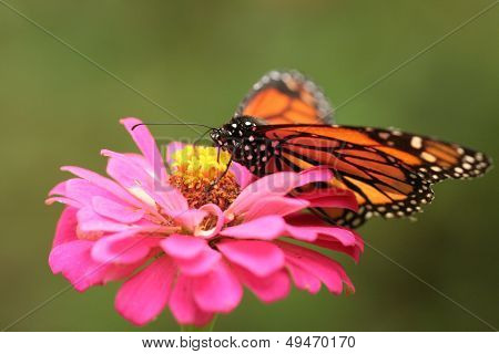 Orange Monarch Butterfly on Pink Flower