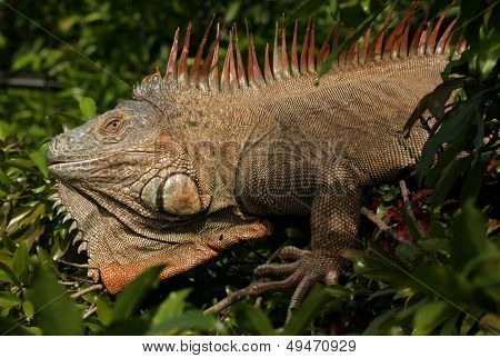 Large Iguana in Costa Rica