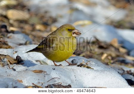 Verdone in habitat naturale (carduelis chloris)