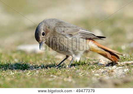 sorte Rødstjert (phoenicurus ochruros)