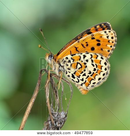 motyl w naturalnym środowisku (melitaea aethera)