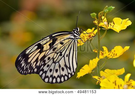 farfalle esotiche in habitat naturale (idea leuconoe chersonesia)