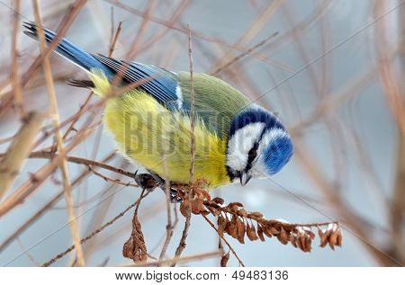 Chapim-azul na filial no inverno (parus caeruleus)