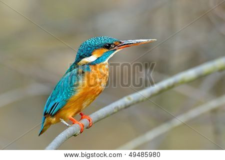 zimorodka (alcedo atthis)