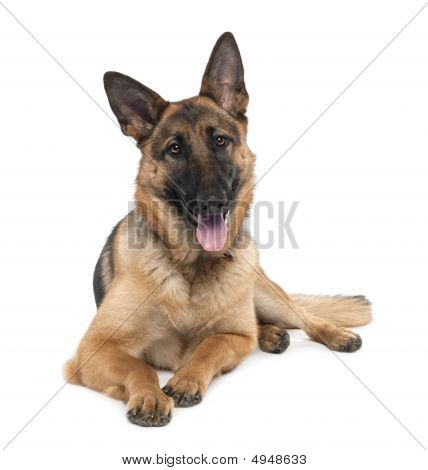 Schæferhund (13 måneder gammel)