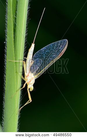 Nærbillede af mayfly (Ephemeroptera) på blad - profil