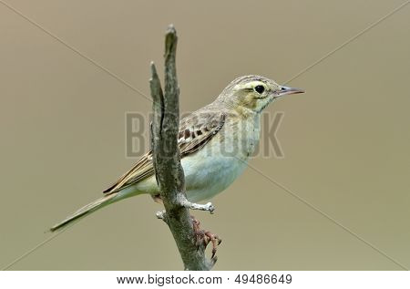 pipit tawny ในผ่อนคลาย (anthus campestris)
