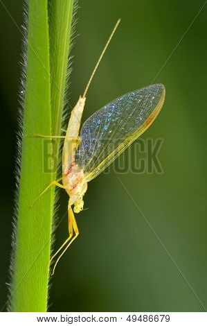 Nærbillede af mayfly (Ephemeroptera) på blad - profil