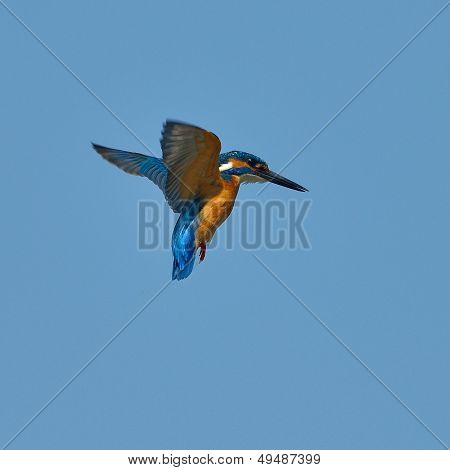 Martim-pescador em voo (alcedo atthis)