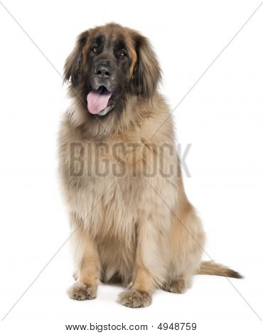 Leonberger (6 세 이전)