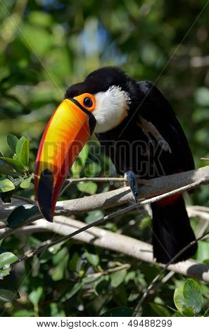 Tukan odkryty - Ramphastos sulphuratus