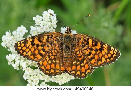 motyl w naturalnym środowisku (melitaea aethera)