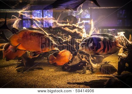 Shoal Of Piranha Fishes In An Aquarium