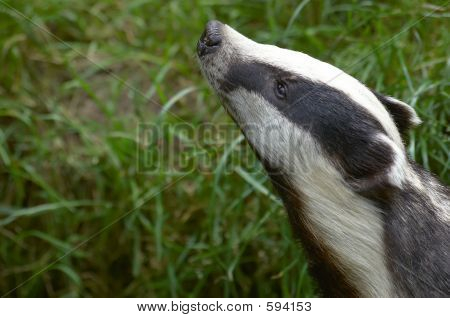 Badger