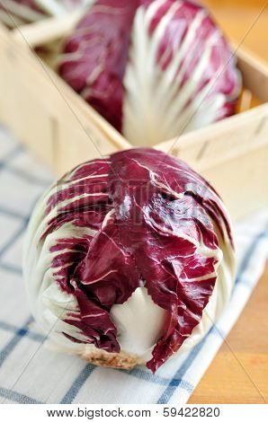 Red Cabbage Radicchio Rosso Head