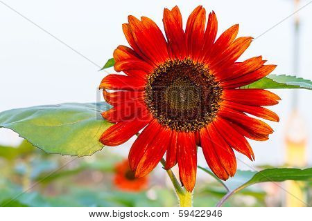 Red sunflower
