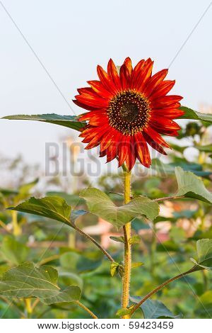 Red sunflower