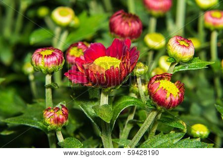 Macro Chrysanthemums