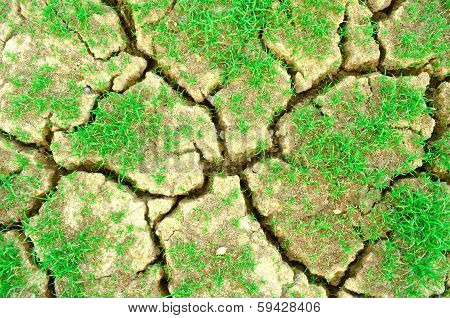 background of cracked dry clay and grass for background.