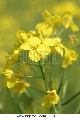 Rapsöl Pflanzen (Brassica Napus)