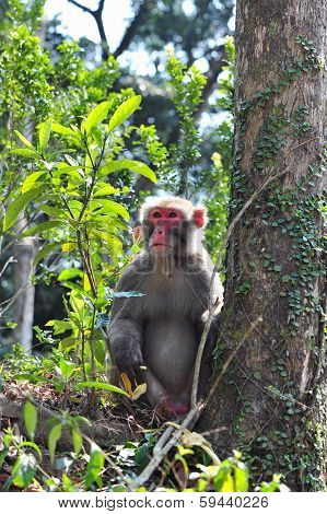 Monkey