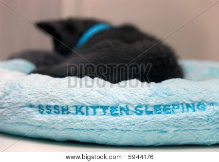 Gattino in un morbido letto blu