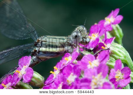 große Spreadwing damselfy