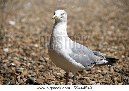 Gull
