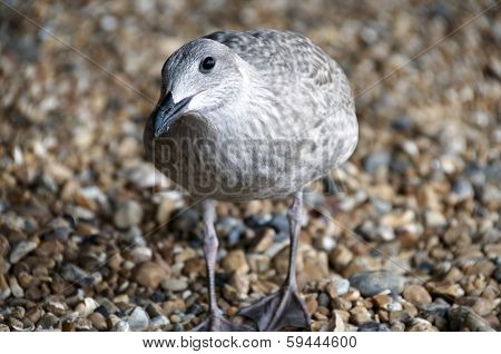 Gull