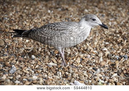 Gull