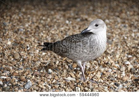 Gull