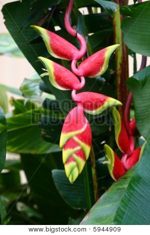 สีชมพู และใช้สีไพล Heleconia
