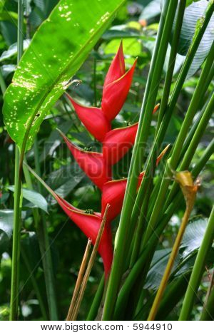 Rød Heliconia
