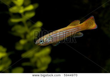Aphyosemion Primigemum