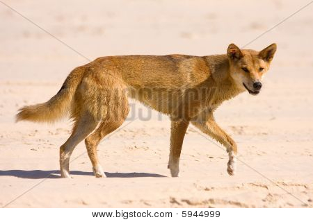 Dingo em Fraser Island