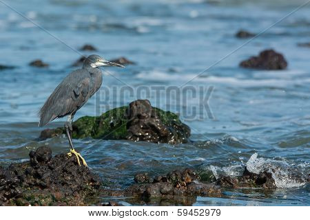 Western Reef Heron (egretta Gularis)