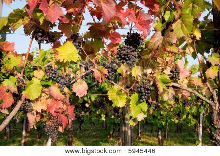 Weinberg in Herbst